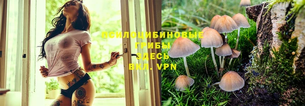 гашик Зерноград